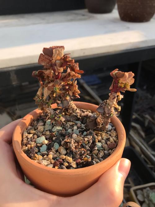 小多肉为何年年夏天难逃一死？-第2张图片-吾爱花网