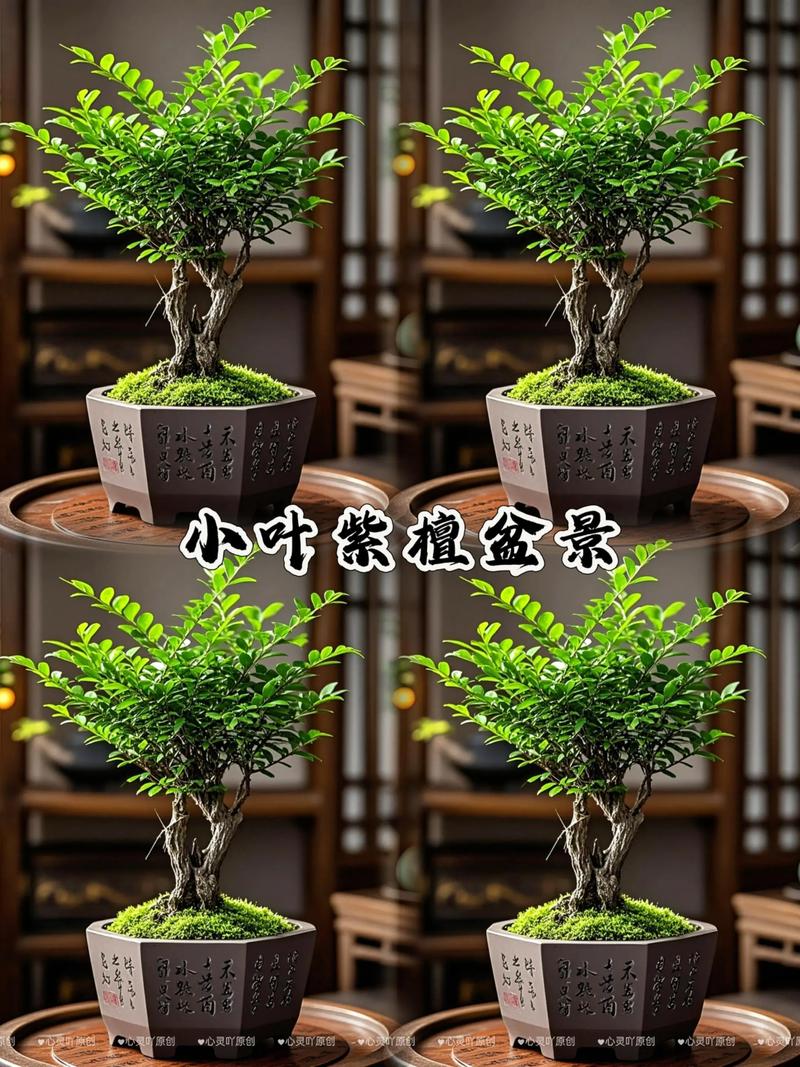 盆栽小叶紫檀冬季如何养护?-第2张图片-吾爱花网 盆栽小叶紫檀冬季如何养护?-第2张图片-吾爱花网