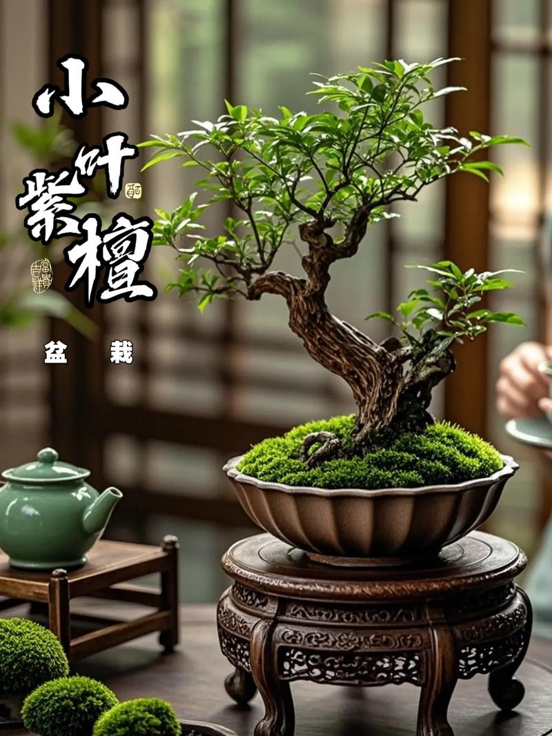 盆栽小叶紫檀冬季如何养护?-第1张图片-吾爱花网 盆栽小叶紫檀冬季如何养护?-第1张图片-吾爱花网