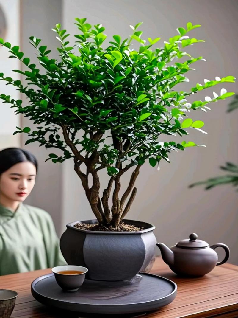 盆栽小叶紫檀冬季如何养护?-第3张图片-吾爱花网 盆栽小叶紫檀冬季如何养护?-第3张图片-吾爱花网