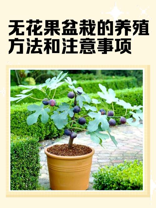 盆栽室内无花果怎么养才能结果?-第1张图片-吾爱花网 盆栽室内无花果怎么养才能结果?-第1张图片-吾爱花网