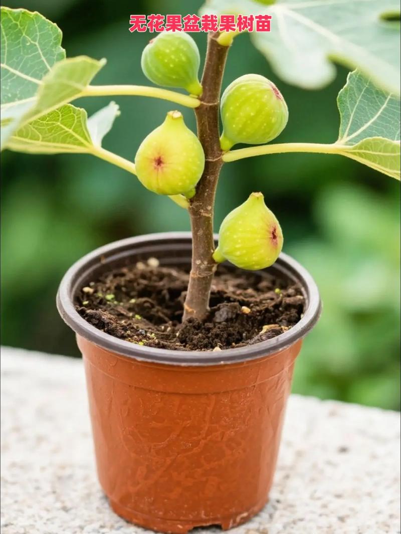 盆栽室内无花果怎么养才能结果?-第3张图片-吾爱花网 盆栽室内无花果怎么养才能结果?-第3张图片-吾爱花网