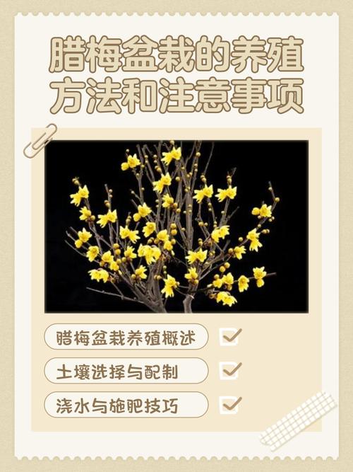 盆腊梅咋养才能开花多又香？-第1张图片-吾爱花网