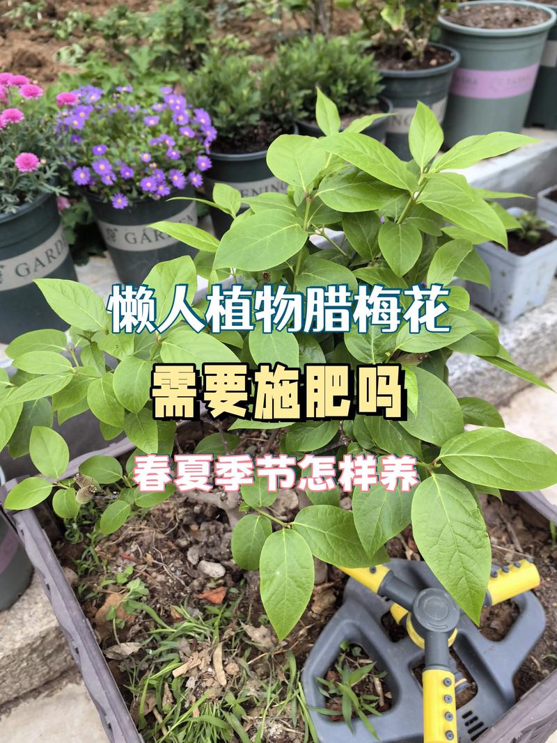 盆腊梅咋养才能开花多又香？-第2张图片-吾爱花网