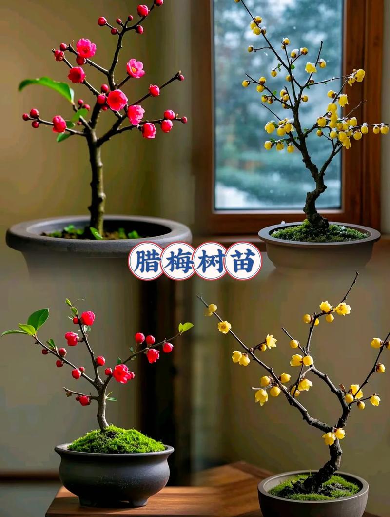 盆腊梅咋养才能开花多又香？-第3张图片-吾爱花网