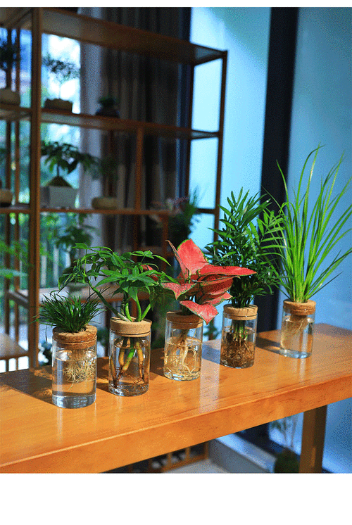 办公桌上适合养什么水培花？-第3张图片-吾爱花网