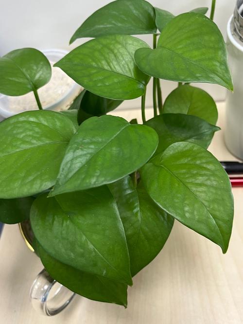 绿萝水培加什么能让它长得更旺？-第3张图片-吾爱花网