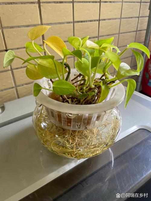 光杆绿萝水培能活吗?-第1张图片-吾爱花网 光杆绿萝水培能活吗?-第1张图片-吾爱花网