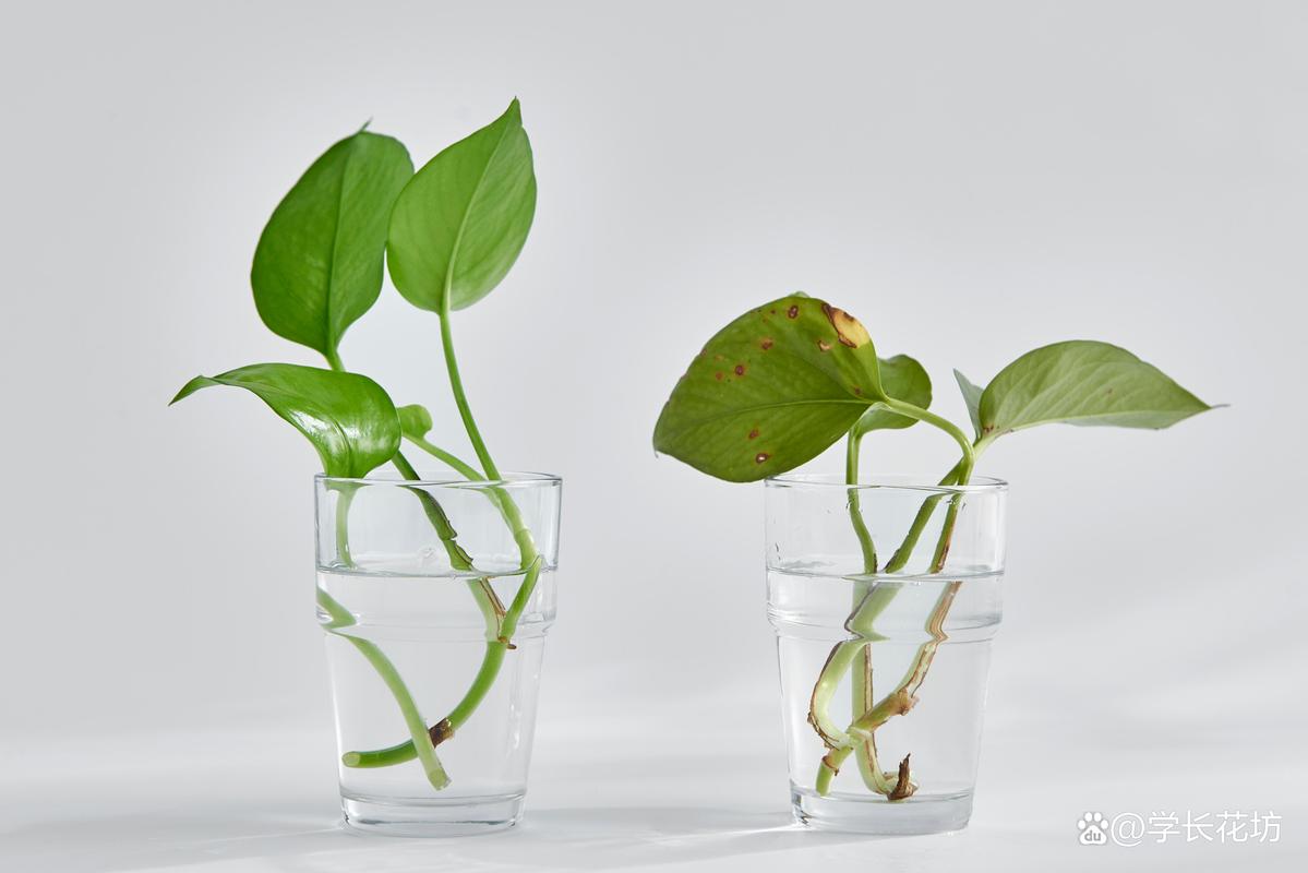 光杆绿萝水培能活吗?-第2张图片-吾爱花网 光杆绿萝水培能活吗?-第2张图片-吾爱花网