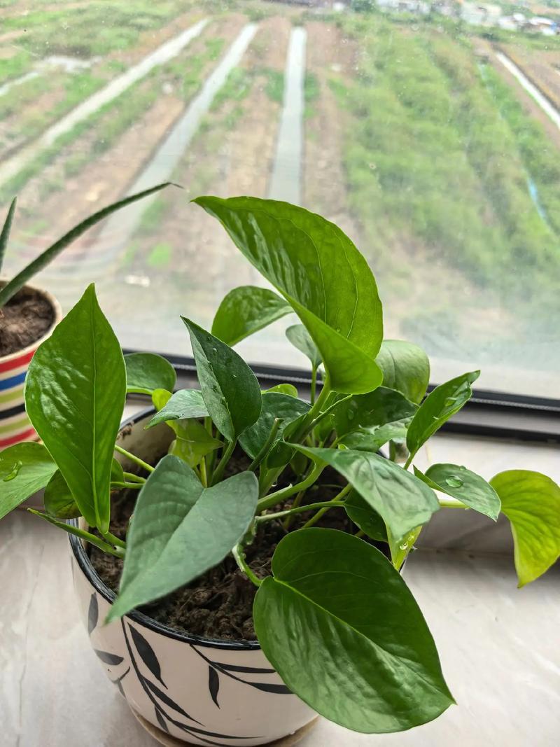 光杆绿萝水培能活吗?-第3张图片-吾爱花网 光杆绿萝水培能活吗?-第3张图片-吾爱花网