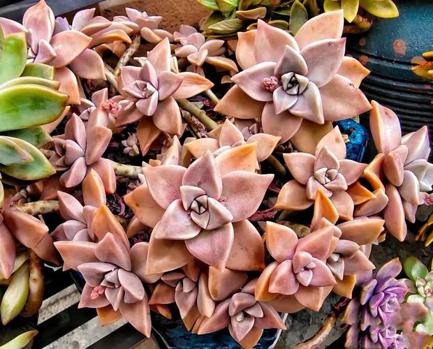 墙上多肉胧月老桩如何养成？-第3张图片-吾爱花网