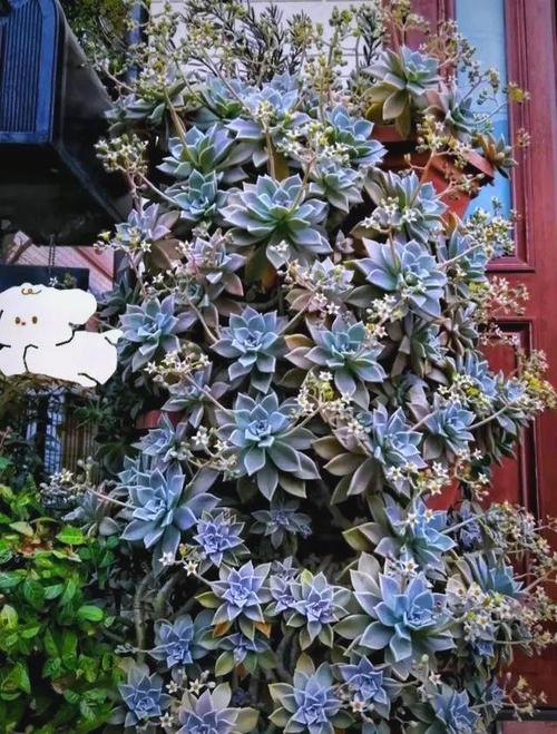 墙上多肉胧月老桩如何养成？-第2张图片-吾爱花网