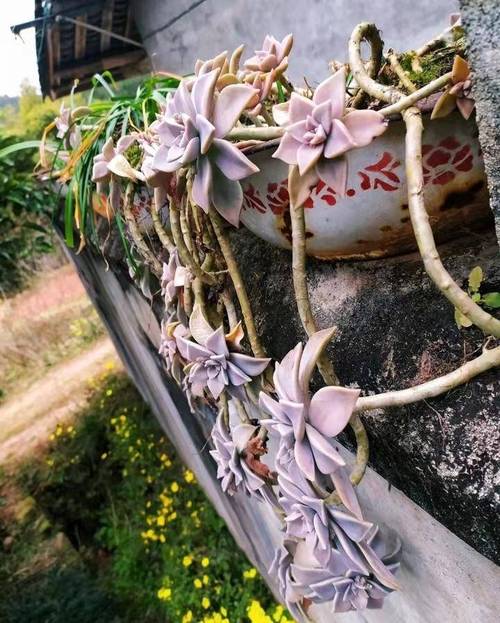 墙上多肉胧月老桩如何养成？-第1张图片-吾爱花网