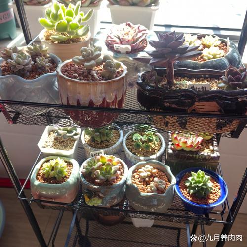 晚上多少度该把多肉搬进室内？-第1张图片-吾爱花网