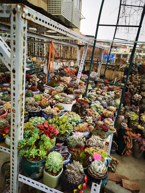 晚上多少度该把多肉搬进室内？-第2张图片-吾爱花网