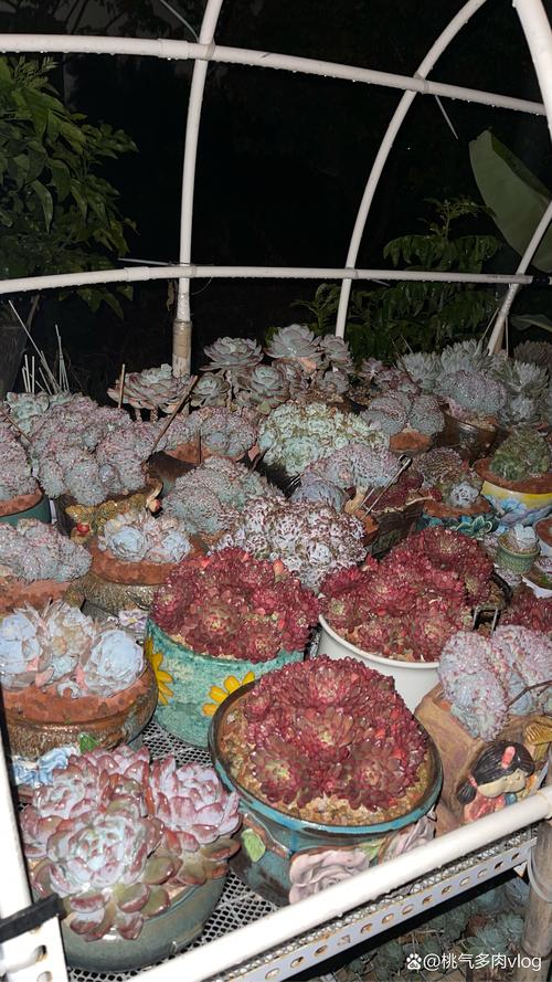 晚上多少度该把多肉搬进室内？-第3张图片-吾爱花网