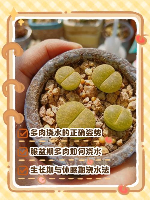 新栽多肉要浇水吗？-第3张图片-吾爱花网