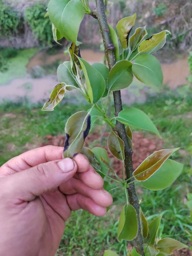 盆栽梨树不发芽怎么办？-第2张图片-吾爱花网