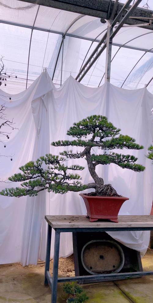 盆栽松树有哪些品种?附图片参考-第3张图片-吾爱花网 盆栽松树有哪些品种?附图片参考-第3张图片-吾爱花网