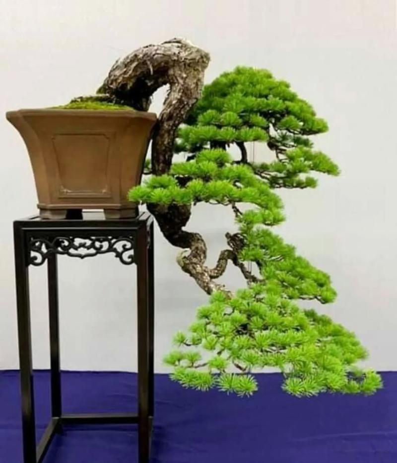 盆栽松树有哪些品种?附图片参考-第2张图片-吾爱花网 盆栽松树有哪些品种?附图片参考-第2张图片-吾爱花网