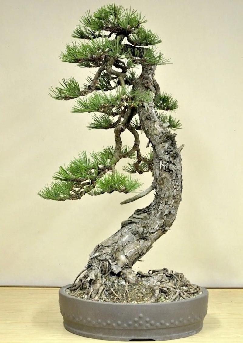 盆栽松树有哪些品种?附图片参考-第1张图片-吾爱花网 盆栽松树有哪些品种?附图片参考-第1张图片-吾爱花网