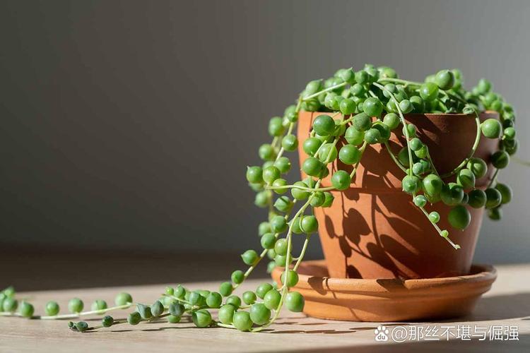 网购多肉佛珠怎么理顺?-第2张图片-吾爱花网 网购多肉佛珠怎么理顺?-第2张图片-吾爱花网