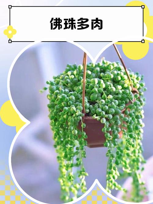 网购多肉佛珠怎么理顺?-第1张图片-吾爱花网 网购多肉佛珠怎么理顺?-第1张图片-吾爱花网