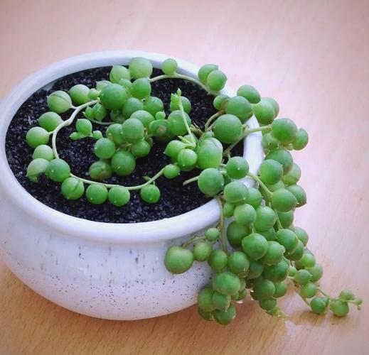 网购多肉佛珠怎么理顺?-第3张图片-吾爱花网 网购多肉佛珠怎么理顺?-第3张图片-吾爱花网