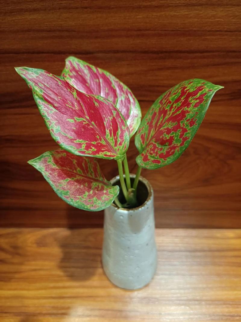 花叶如意无根水培能活吗?-第1张图片-吾爱花网 花叶如意无根水培能活吗?-第1张图片-吾爱花网