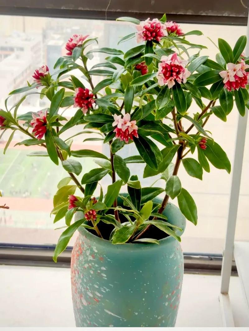 家养好看盆栽花图片大全-第1张图片-吾爱花网 家养好看盆栽花图片大全-第1张图片-吾爱花网