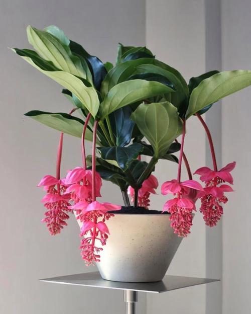 家养好看盆栽花图片大全-第2张图片-吾爱花网 家养好看盆栽花图片大全-第2张图片-吾爱花网