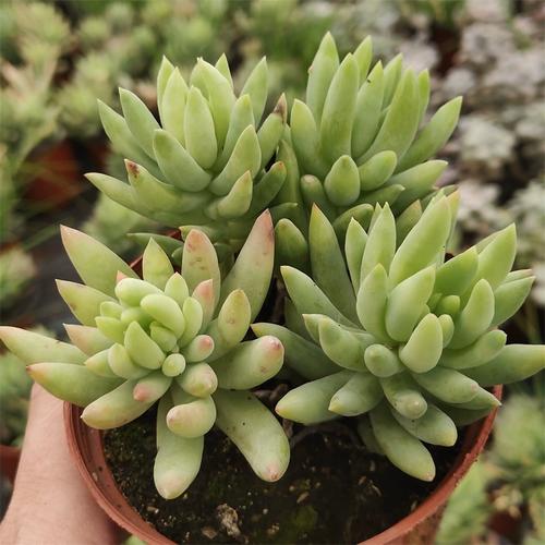 千佛手多肉有什么寓意-第3张图片-吾爱花网 千佛手多肉有什么寓意-第3张图片-吾爱花网