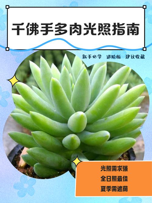 千佛手多肉有什么寓意-第2张图片-吾爱花网 千佛手多肉有什么寓意-第2张图片-吾爱花网