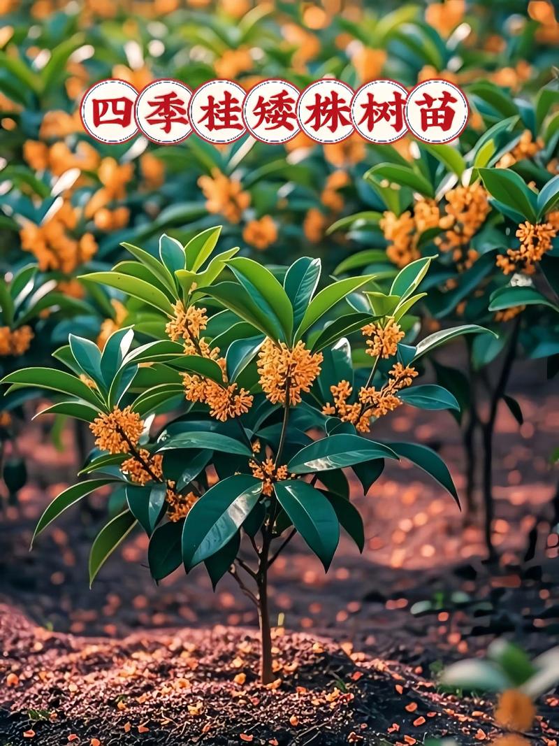 北方盆栽桂树选什么品种-第1张图片-吾爱花网 北方盆栽桂树选什么品种-第1张图片-吾爱花网