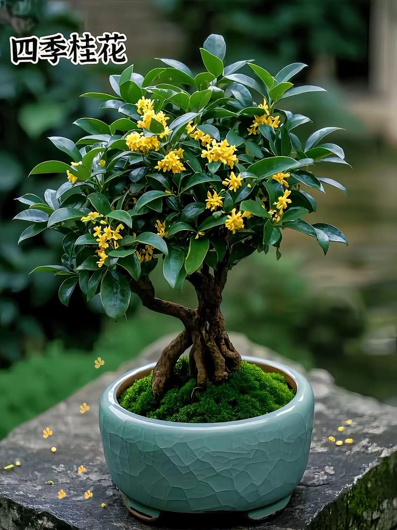北方盆栽桂树选什么品种-第2张图片-吾爱花网 北方盆栽桂树选什么品种-第2张图片-吾爱花网