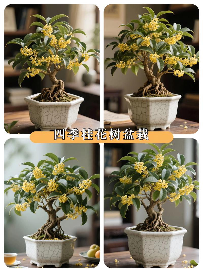 北方盆栽桂树选什么品种-第3张图片-吾爱花网 北方盆栽桂树选什么品种-第3张图片-吾爱花网