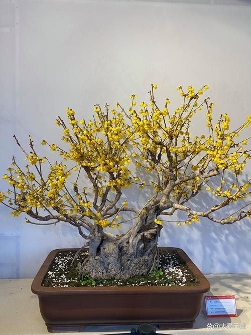 家中盆栽梅花要哪种品种-第1张图片-吾爱花网 家中盆栽梅花要哪种品种-第1张图片-吾爱花网