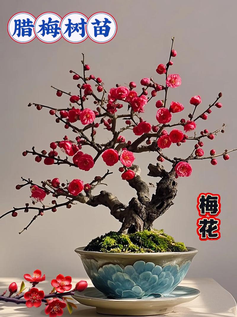 家中盆栽梅花要哪种品种-第3张图片-吾爱花网 家中盆栽梅花要哪种品种-第3张图片-吾爱花网