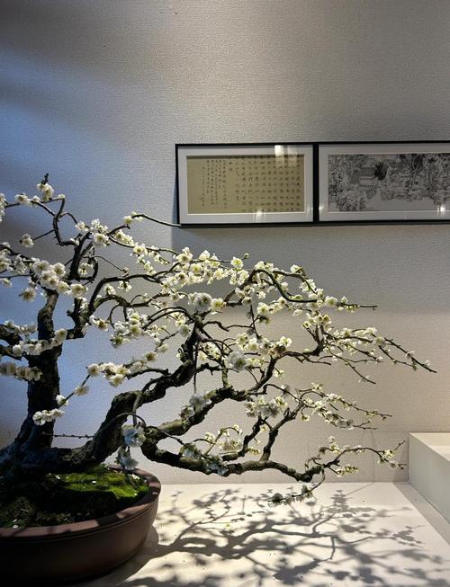 家中盆栽梅花要哪种品种-第2张图片-吾爱花网