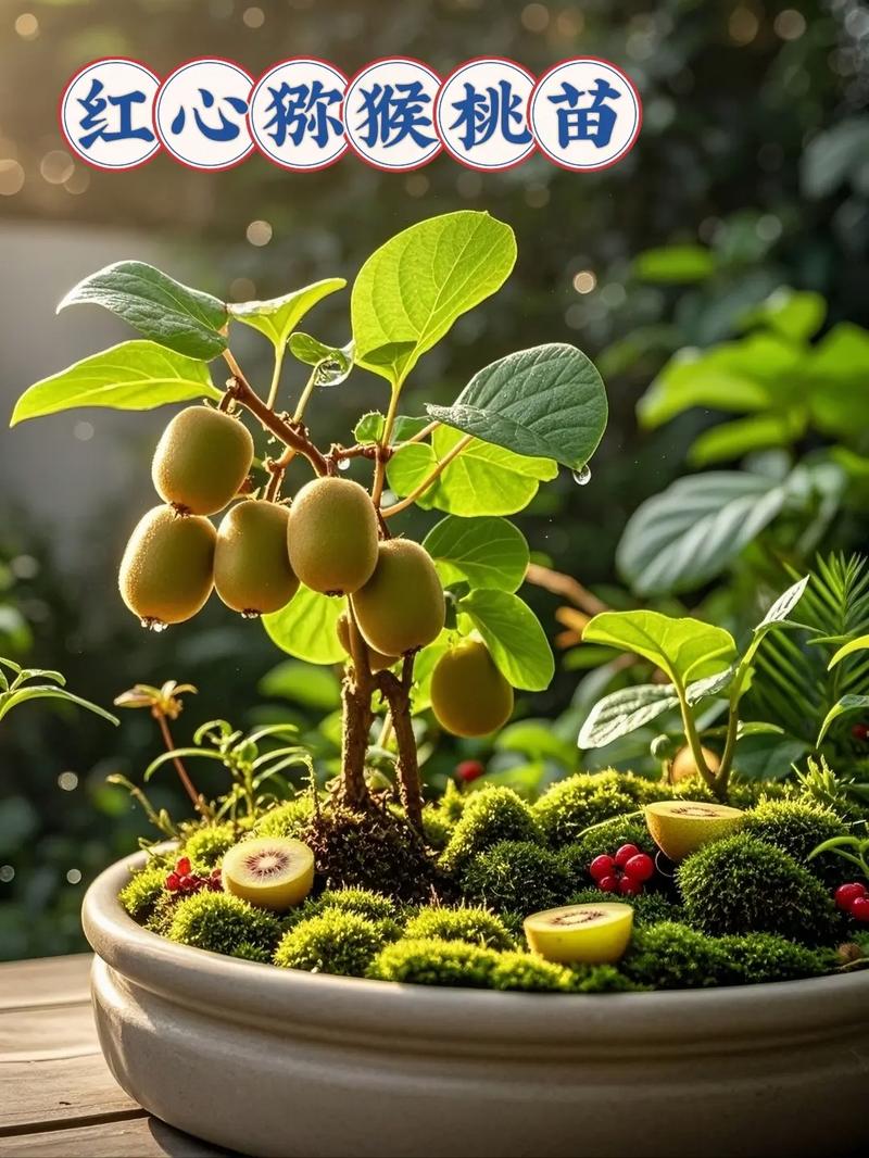 猕猴桃盆栽可行?种植技巧有哪些?-第2张图片-吾爱花网 猕猴桃盆栽可行?种植技巧有哪些?-第2张图片-吾爱花网
