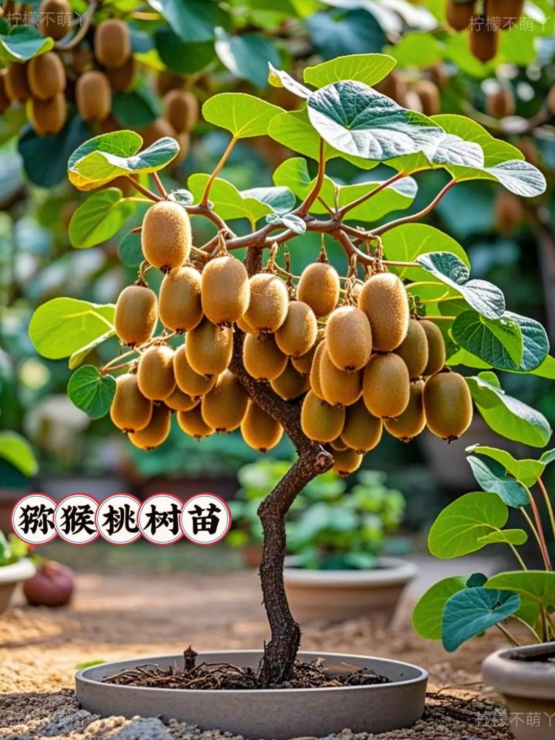 猕猴桃盆栽可行?种植技巧有哪些?-第1张图片-吾爱花网 猕猴桃盆栽可行?种植技巧有哪些?-第1张图片-吾爱花网