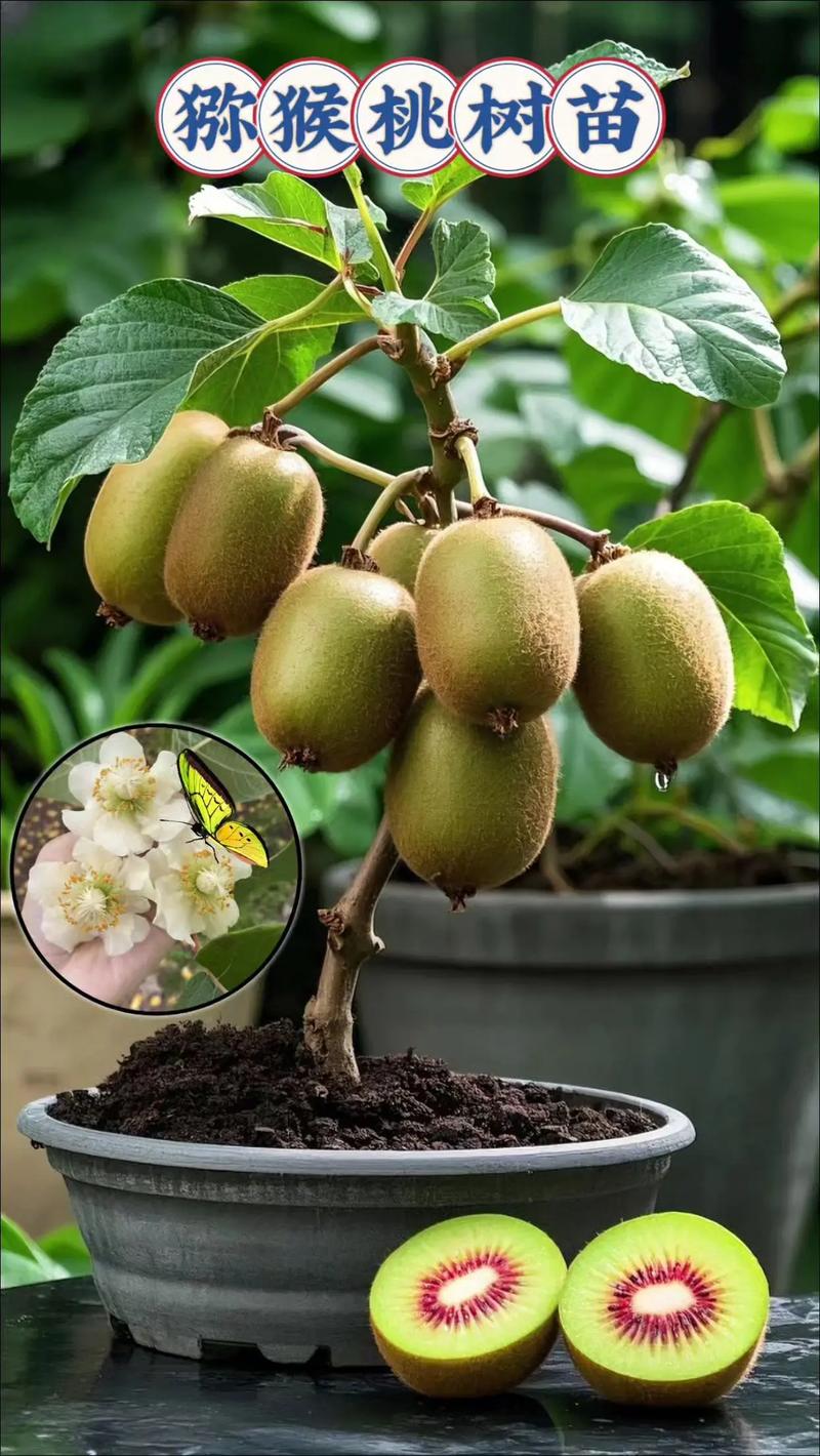 猕猴桃盆栽可行?种植技巧有哪些?-第3张图片-吾爱花网 猕猴桃盆栽可行?种植技巧有哪些?-第3张图片-吾爱花网