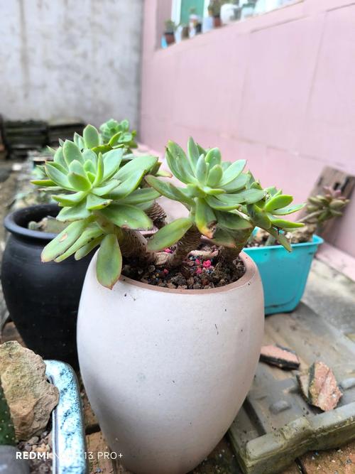 多肉买回家怎么不红了-第1张图片-吾爱花网 多肉买回家怎么不红了-第1张图片-吾爱花网