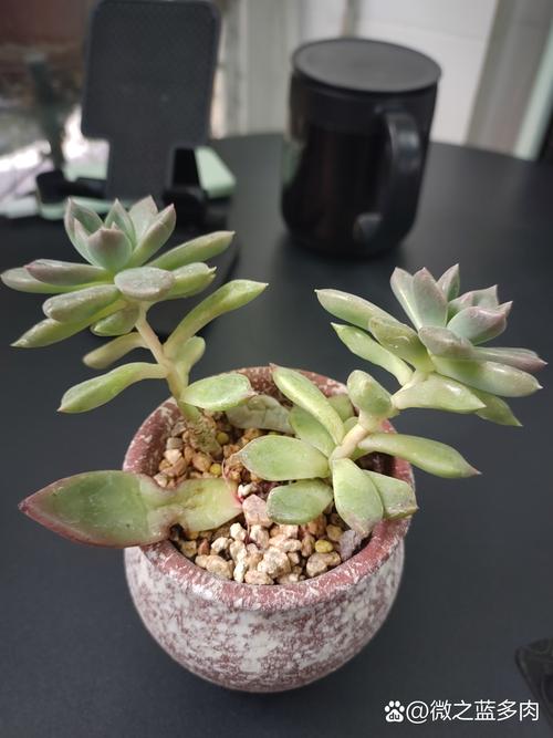 多肉买回家怎么不红了-第2张图片-吾爱花网 多肉买回家怎么不红了-第2张图片-吾爱花网