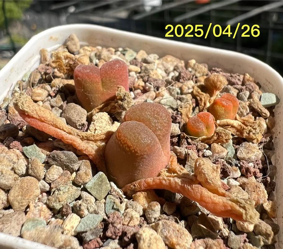 多肉买回家怎么不红了-第3张图片-吾爱花网 多肉买回家怎么不红了-第3张图片-吾爱花网