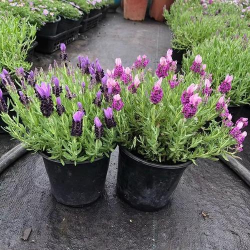 盆栽薰衣草哪种最耐寒?-第1张图片-吾爱花网 盆栽薰衣草哪种最耐寒?-第1张图片-吾爱花网