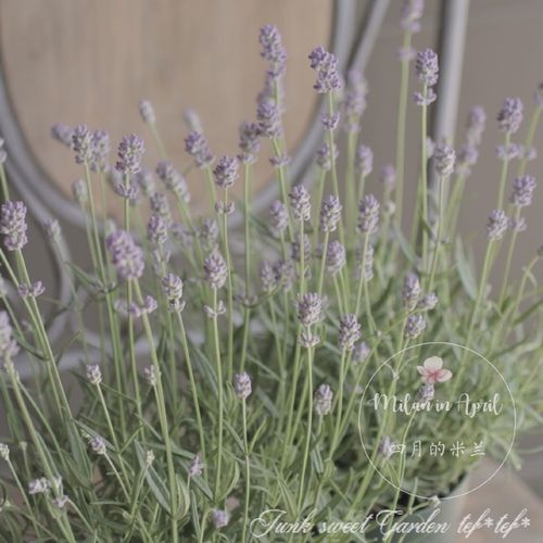 盆栽薰衣草哪种最耐寒?-第2张图片-吾爱花网 盆栽薰衣草哪种最耐寒?-第2张图片-吾爱花网