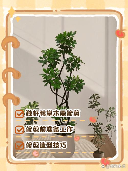 阳台盆栽修剪，何时剪怎么剪？-第2张图片-吾爱花网