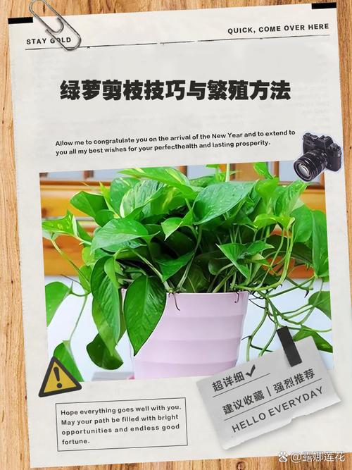 阳台盆栽修剪，何时剪怎么剪？-第1张图片-吾爱花网