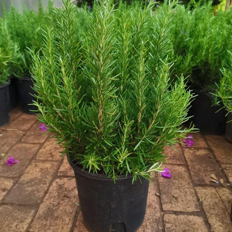 迷迭香北方冬季盆栽养护-第1张图片-吾爱花网 迷迭香北方冬季盆栽养护-第1张图片-吾爱花网